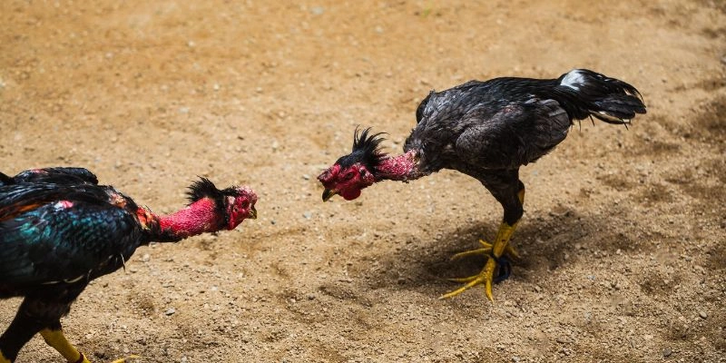 Điểm qua đá gà BU88 với lịch Thomo dày
